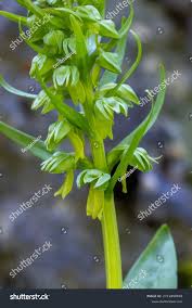 Attēlu rezultāti vaicājumam “Coeloglossum viride”