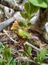 Attēlu rezultāti vaicājumam “Lonicera caerulea var. pallasii flower”