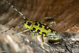 Attēlu rezultāti vaicājumam “Saperda scalaris”