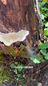 Attēlu rezultāti vaicājumam “Dictydiaethalium plumbeum spores”