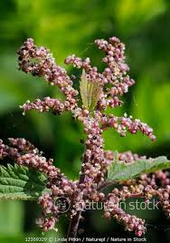Attēlu rezultāti vaicājumam “Urtica dioica flower”