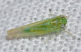 Attēlu rezultāti vaicājumam “Empoasca sp.”