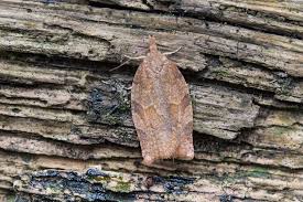 Attēlu rezultāti vaicājumam “Pandemis heparana”