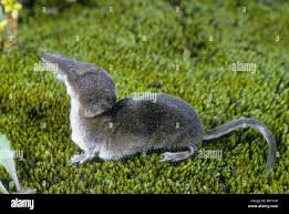 Attēlu rezultāti vaicājumam “Sorex araneus”