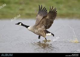Attēlu rezultāti vaicājumam “Branta canadensis adult”