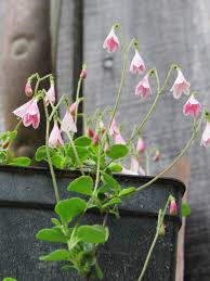 Attēlu rezultāti vaicājumam “Linnaea borealis flower”