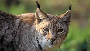 Image result for Lancashire Lynx