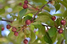 Attēlu rezultāti vaicājumam “Malus mandshurica fruit”
