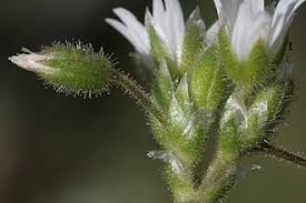 Attēlu rezultāti vaicājumam “Cerastium semidecandrum bud”