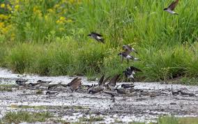 Attēlu rezultāti vaicājumam “Delichon urbicum nest”