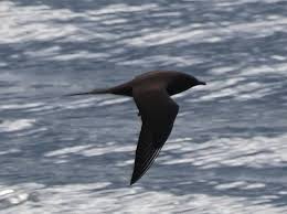 Attēlu rezultāti vaicājumam “Stercorarius parasiticus adult”