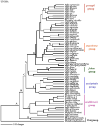 Attēlu rezultāti vaicājumam “Aphis jacobaeae”