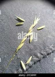 Attēlu rezultāti vaicājumam “Cinna latifolia”