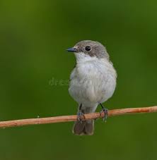 Attēlu rezultāti vaicājumam “Ficedula hypoleuca female”