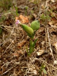 Attēlu rezultāti vaicājumam “Silene tatarica bud”