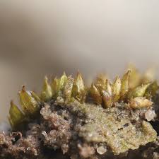 Attēlu rezultāti vaicājumam “Acaulon muticum sporophyte”