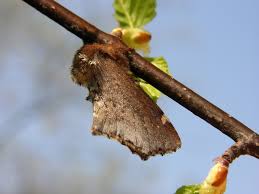Attēlu rezultāti vaicājumam “Odontosia carmelita”