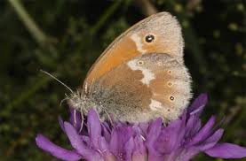 Attēlu rezultāti vaicājumam “Coenonympha tullia”