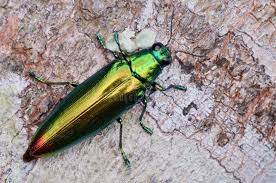 Attēlu rezultāti vaicājumam “Buprestidae”