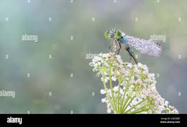 Attēlu rezultāti vaicājumam “Coenagrion armatum male”