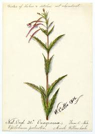 Attēlu rezultāti vaicājumam “Epilobium palustre”