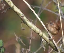 Attēlu rezultāti vaicājumam “Troglodytes troglodytes”