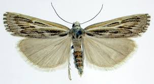 Attēlu rezultāti vaicājumam “Pediasia fascelinella”