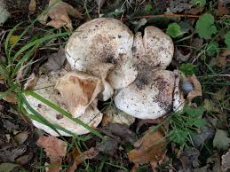 Attēlu rezultāti vaicājumam “Lactarius repraesentaneus”