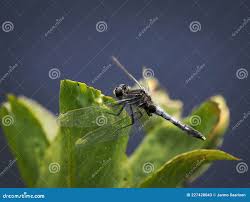 Attēlu rezultāti vaicājumam “Leucorrhinia caudalis”