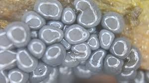 Attēlu rezultāti vaicājumam “Cribraria cancellata young”