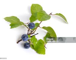 Attēlu rezultāti vaicājumam “Prunus spinosa fruit”