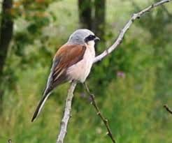 Attēlu rezultāti vaicājumam “Lanius collurio”