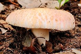 Attēlu rezultāti vaicājumam “Comatricha meandrispora macro”