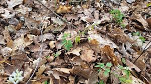 Attēlu rezultāti vaicājumam “Corydalis cava fruit”