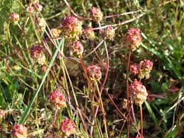 Image result for Sanguisorba minor