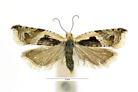 Attēlu rezultāti vaicājumam “Ancylis myrtillana”