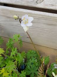 Attēlu rezultāti vaicājumam “Koeleria glauca flower”