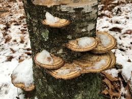 Attēlu rezultāti vaicājumam “Daedaleopsis confragosa”