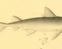 Image result for Paragaleus pectoralis