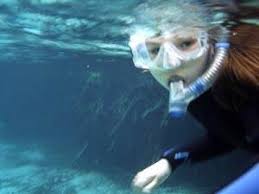 Image result for Wyndley NSC Snorkelling Club