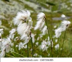 Attēlu rezultāti vaicājumam “Eriophorum latifolium flower”