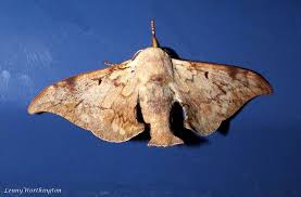 Attēlu rezultāti vaicājumam “Endromidae”