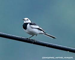 Image result for Motacilla alba