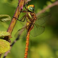Attēlu rezultāti vaicājumam “Aeshna isoceles”