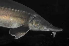 Image result for Huso fulvescens