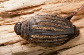 Attēlu rezultāti vaicājumam “Acilius sulcatus”