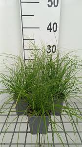 Attēlu rezultāti vaicājumam “Carex remota fruit”