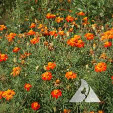 Image result for Tagetes patula
