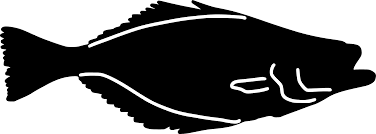 Image result for Reinhardtius hippoglossoides