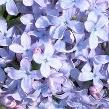 Image result for flieder